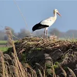 Bij De Duinen 300 Meter De Zee Gratis Wifi Huisdieren Toegestaan Thuiswerkplek 公寓 *
