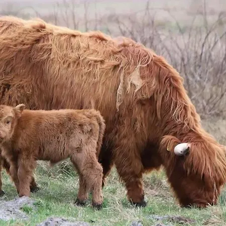 דירה Bij De Duinen 300 Meter De Zee Gratis Wifi Huisdieren Toegestaan Thuiswerkplek