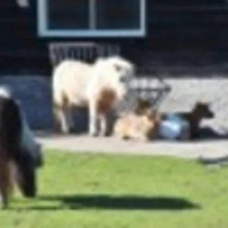 דירה Bij De Duinen 300 Meter De Zee Gratis Wifi Huisdieren Toegestaan Thuiswerkplek *