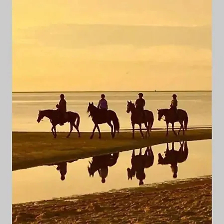 Bij De Duinen 300 Meter De Zee Gratis Wifi Huisdieren Toegestaan Thuiswerkplek *