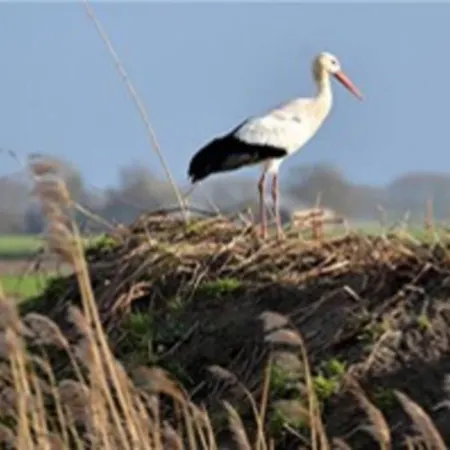 Bij De Duinen 300 Meter De Zee Gratis Wifi Huisdieren Toegestaan Thuiswerkplek דירה *